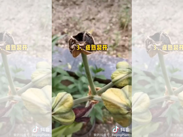 朱頂紅的種子長這樣