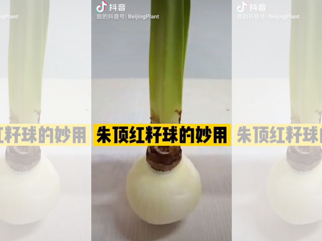 朱頂紅籽球的妙用