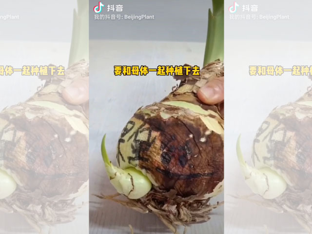 朱頂紅籽球的妙用