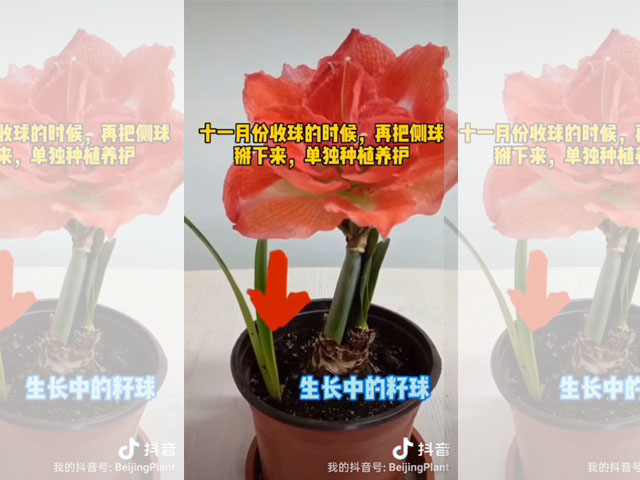 朱頂紅籽球的妙用