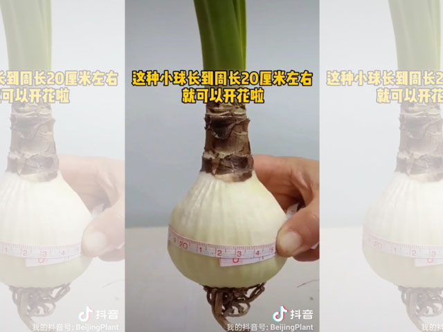 朱頂紅籽球的妙用