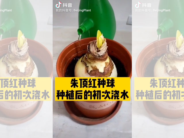 朱頂紅種球種植后的初次澆水