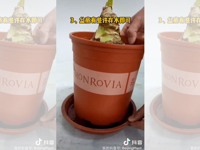 朱頂紅種球種植后的初次澆水