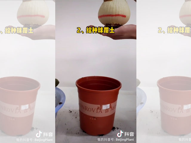 朱頂紅種球種植深度是怎樣的