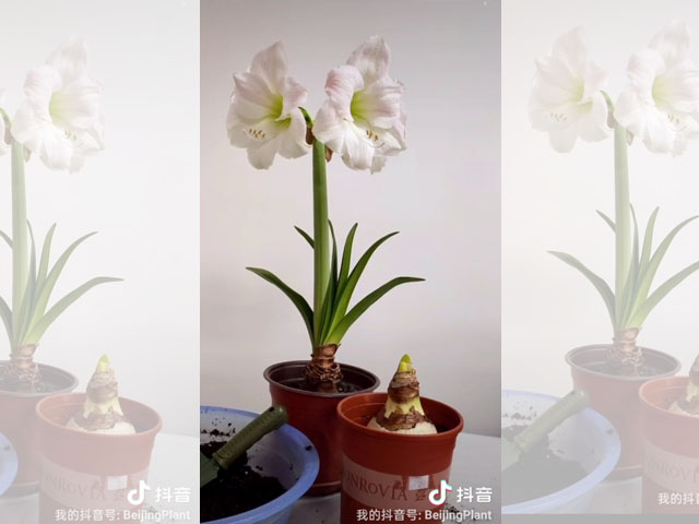 朱頂紅種球種植深度是怎樣的