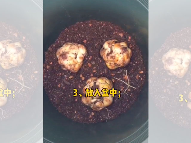 百合種球的正確種植方法 百合種球的正確種植方法