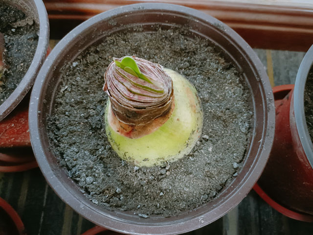 荷蘭進(jìn)口朱頂紅種球種植時怎么澆水