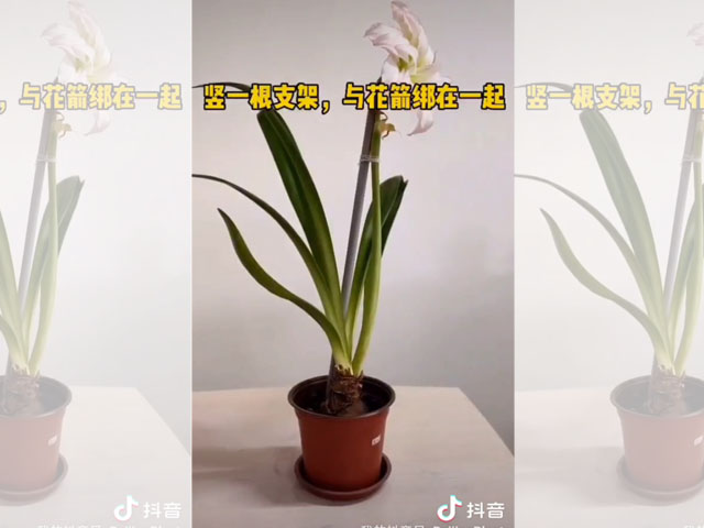 朱頂紅花箭倒伏的處理