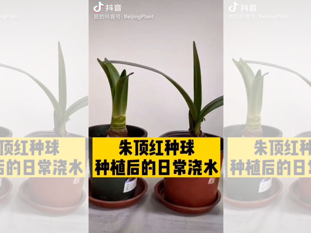 朱頂紅種球種植后的日常澆水 朱頂紅種球種植后的日常澆水