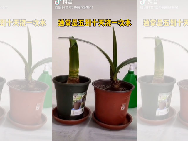 朱頂紅種球種植后的日常澆水 朱頂紅種球種植后的日常澆水