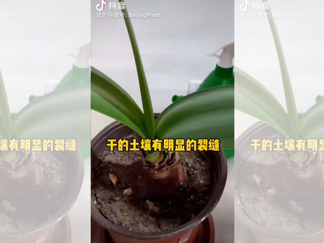 朱頂紅種球種植后的日常澆水 朱頂紅種球種植后的日常澆水