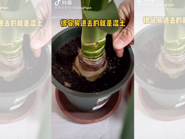 朱頂紅種球種植后的日常澆水 朱頂紅種球種植后的日常澆水