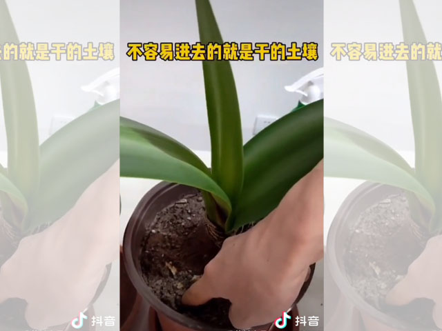 朱頂紅種球種植后的日常澆水 朱頂紅種球種植后的日常澆水