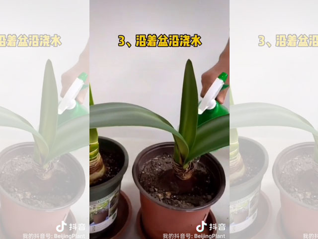 朱頂紅種球種植后的日常澆水 朱頂紅種球種植后的日常澆水