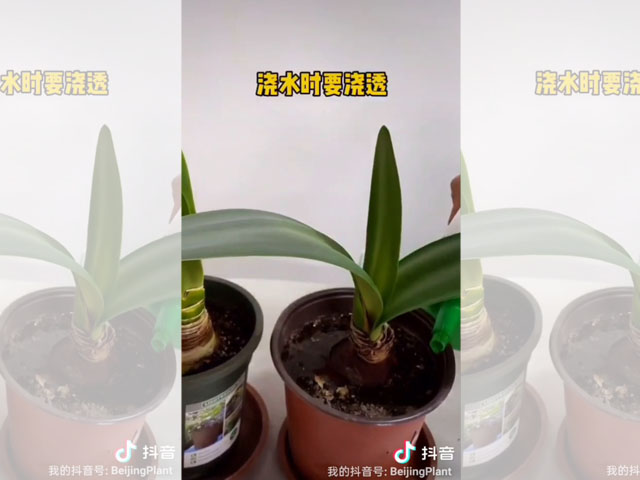 朱頂紅種球種植后的日常澆水 朱頂紅種球種植后的日常澆水
