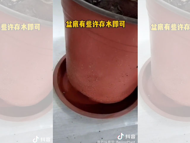 朱頂紅種球種植后的日常澆水 朱頂紅種球種植后的日常澆水