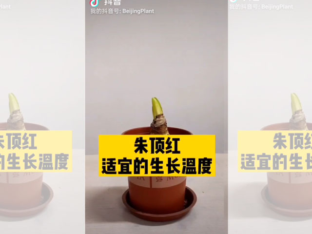 朱頂紅種球適宜的生長溫度