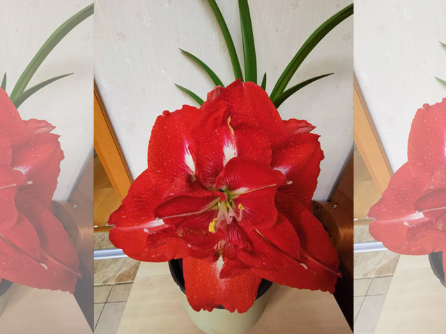 這樣養(yǎng)朱頂紅種球，開花美美噠