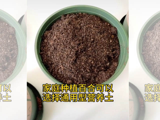 百合種球種植方法