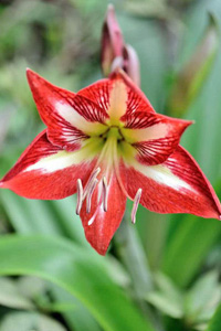 你家朱頂紅一年開幾次花