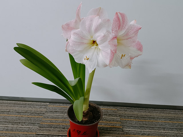 朱頂紅養(yǎng)殖相關(guān)的注意事項 朱頂紅養(yǎng)殖相關(guān)的注意事項