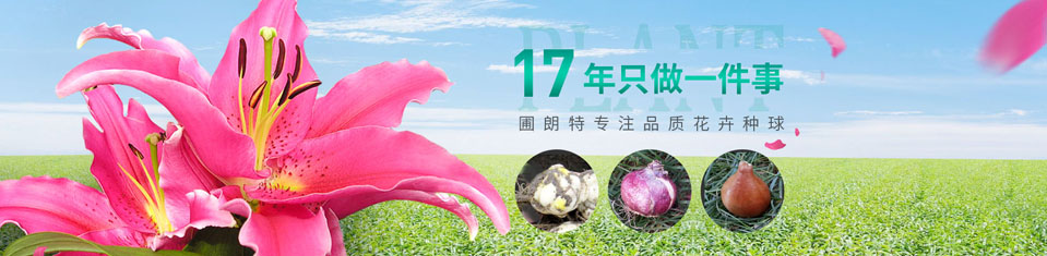 圃朗特種球 品質優(yōu)良