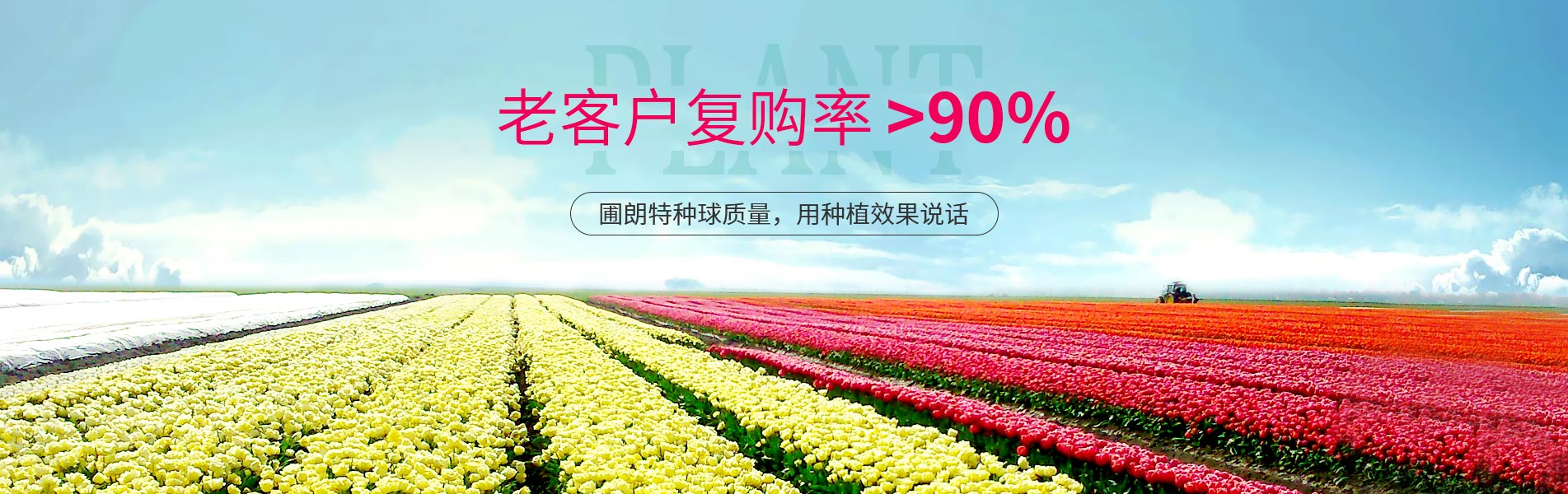 圃朗特種球質(zhì)量，用種植效果說(shuō)話(huà)