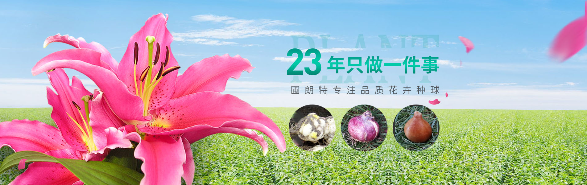 圃朗特專(zhuān)注品質(zhì)花卉種球