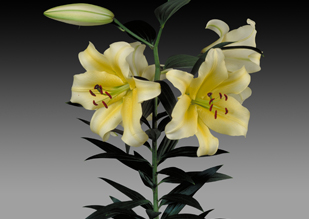 Conca d'Or 木門
