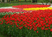 公園郁金香