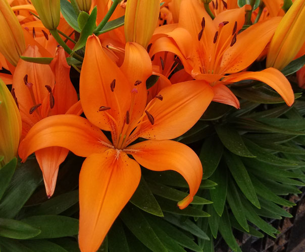 Orange Matrix 橙色矩陣