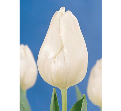 White Marvel  白色奇跡