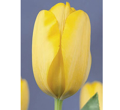Golden Apeldoorn   金色阿波羅