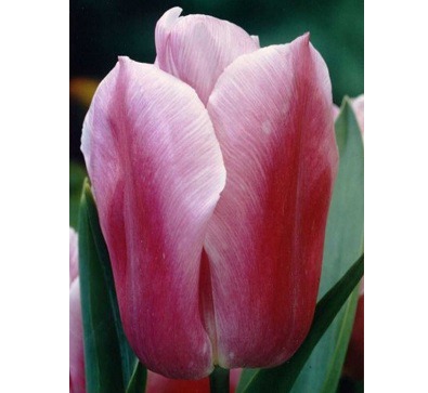 Holland_Beauty   荷蘭美人