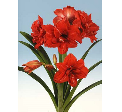 Red_Peacock  紅孔雀