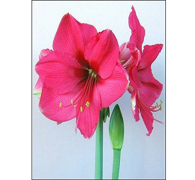 Pink_Surprise 粉色驚奇