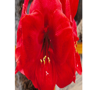 紅獅