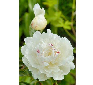 Festiva Maxima