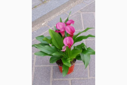 Santa Fe  圣達菲
