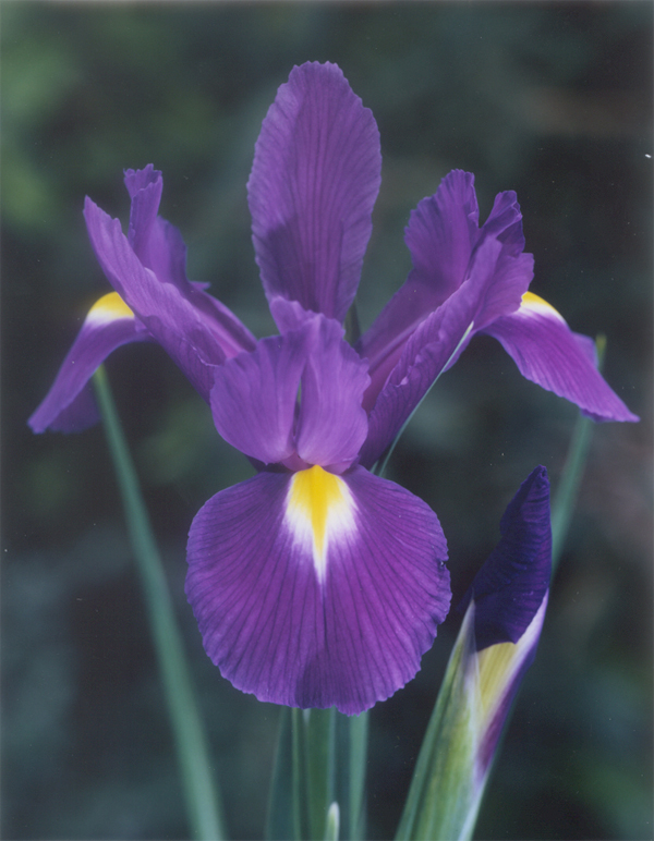 Purple Sensation 紫色感覺